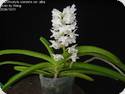 Rhynchostylis coelestis alba